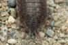 Porcellio monticola